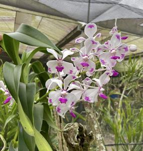 Vanda luzonica