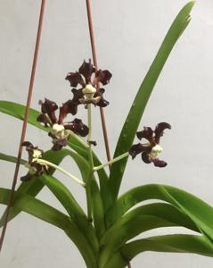 Vanda merrillii var. rotorii