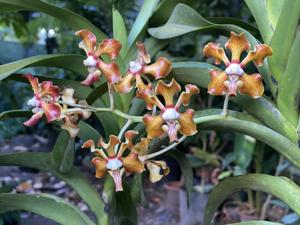 Vanda merrillii
