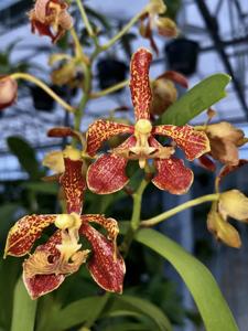 Vanda roeblingiana