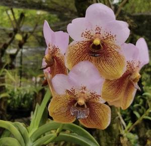 Vanda sanderiana