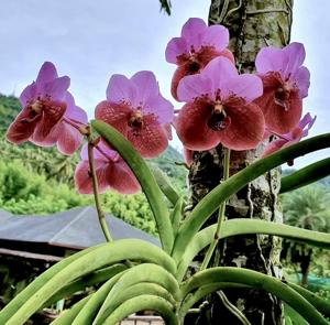 Vanda sanderiana var. froebeliana