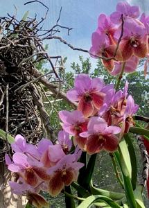 Vanda sanderiana var. froebeliana