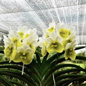 Vanda sanderiana var. immaculata