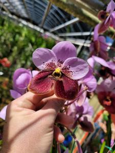 Vanda sanderiana