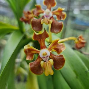 Vanda sumatrana