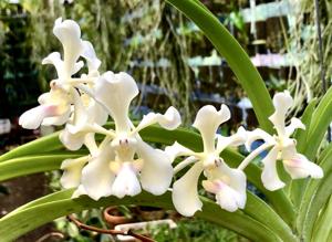 Vanda tricolor var. tricolor