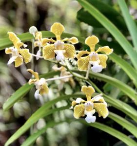 Vanda tricolor var. flava