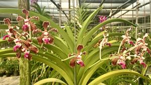 Vanda tricolor var. purpurea