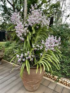 Vanda tricolor var. suavis