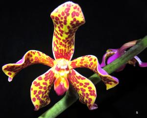 Vandopsis lissochiloides