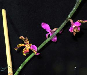 Vandopsis lissochiloides