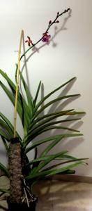 Vandopsis lissochiloides