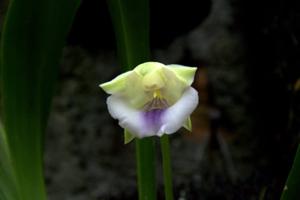 Warczewiczella candida