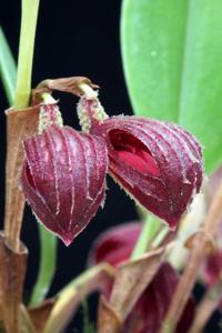 Zootrophion gracilentum