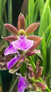 Zygopetalum triste