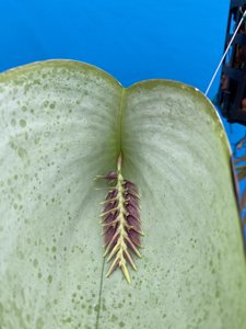 Acianthera pectinata