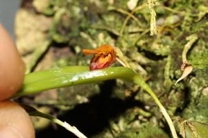 Acianthera serpentula