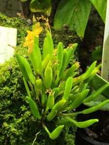 Acianthera sonderiana
