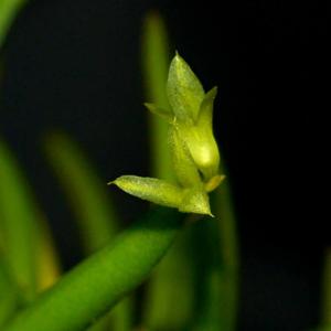 Acianthera sonderiana