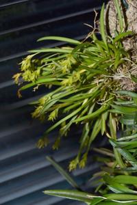 Acianthera sonderiana