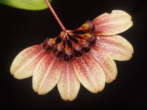 Bulbophyllum lepidum