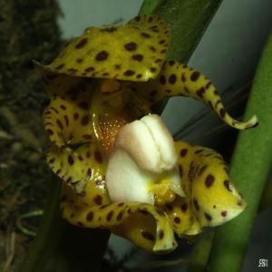 Bulbophyllum incisilabrum