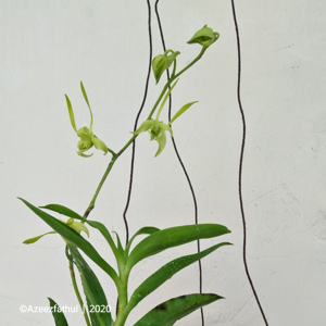 Dendrobium archipelagense