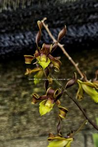 Dendrobium racieanum