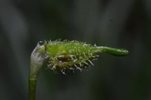 Diodonopsis erinacea