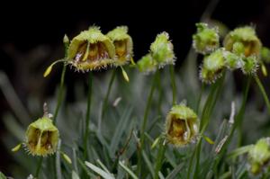 Diodonopsis erinacea