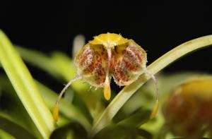 Diodonopsis erinacea