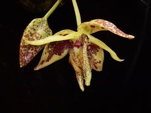 Embreea herrenhusana
