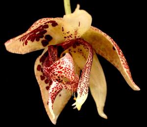 Embreea herrenhusana
