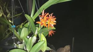 Guarianthe aurantiaca