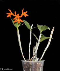 Guarianthe aurantiaca