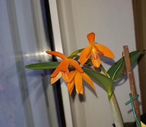 Guarianthe aurantiaca