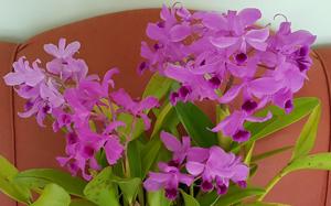 Guarianthe bowringiana