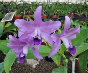 Guarianthe bowringiana