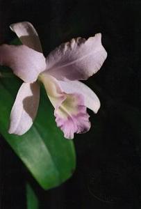 Guarianthe skinneri