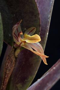 Pleurothallopsis striata