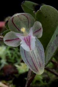 Pleurothallopsis striata