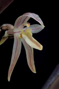 Pleurothallopsis striata