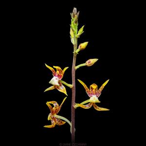 Plocoglottis plicata