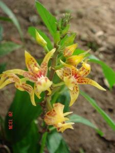 Plocoglottis plicata
