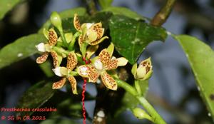 Prosthechea crassilabia