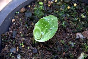 Pteroglossa roseoalba