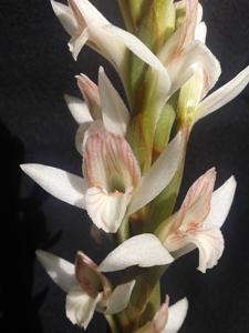 Pteroglossa roseoalba