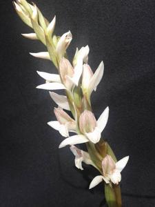 Pteroglossa roseoalba