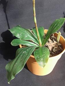 Pteroglossa roseoalba